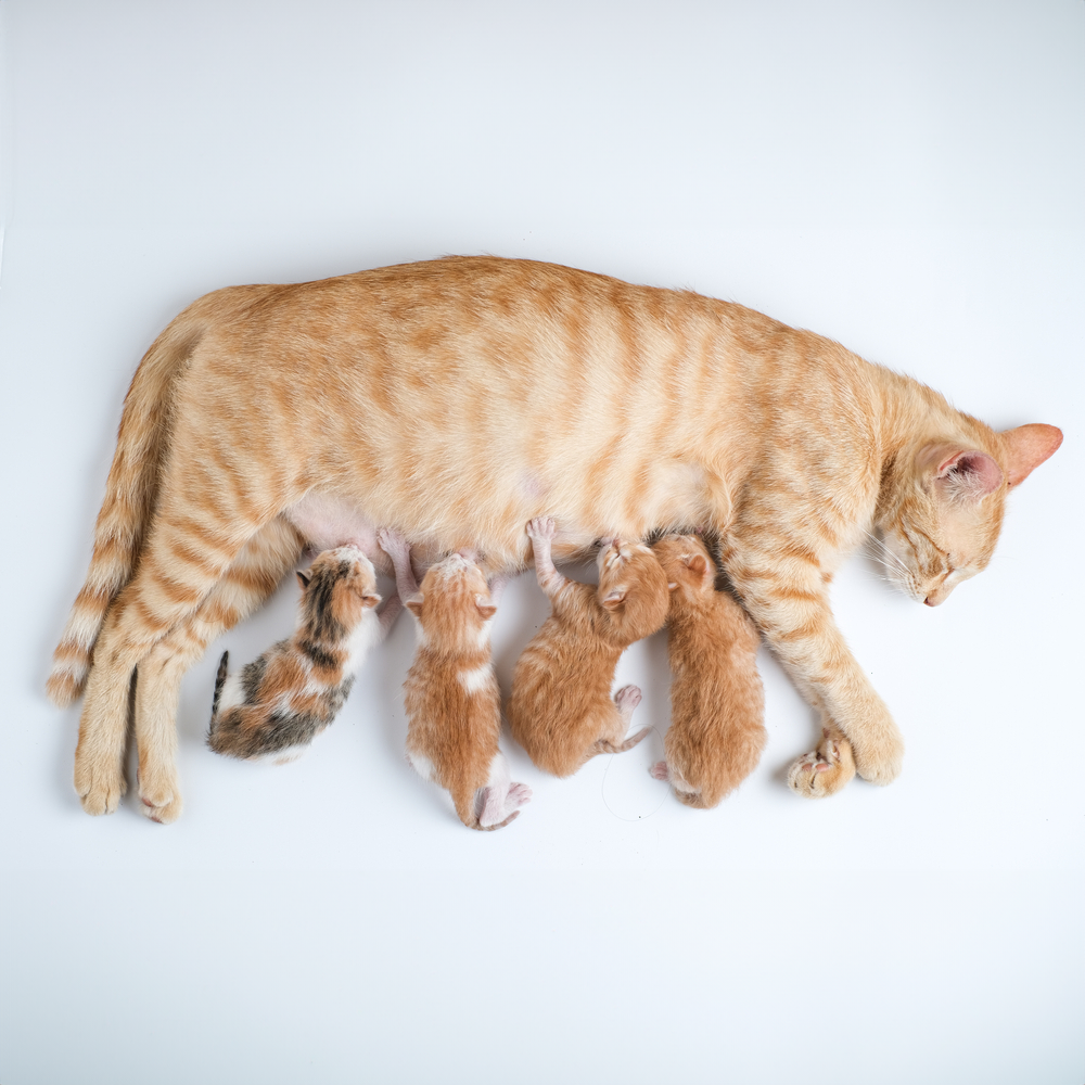 An orange tabby cat lies on her side on a white background, nursing her newborn kittens.