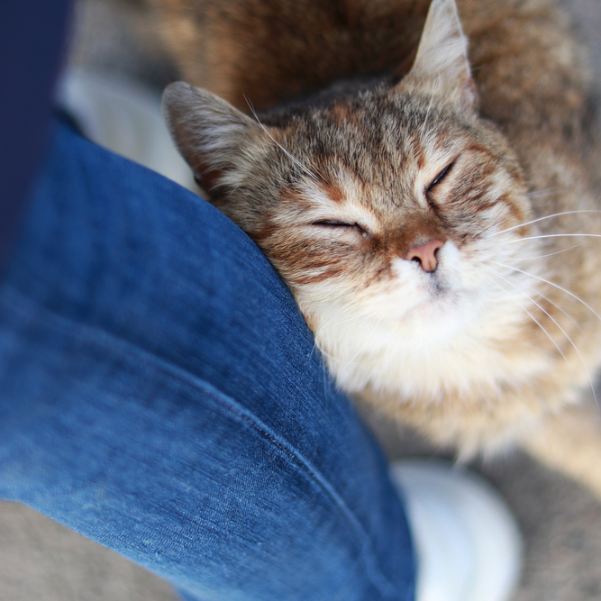 A tabby cat with its eyes closed rests its head on a person's leg in blue jeans.