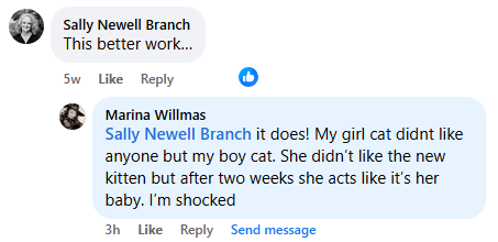 Two people discussing cats in a comment section on social media.