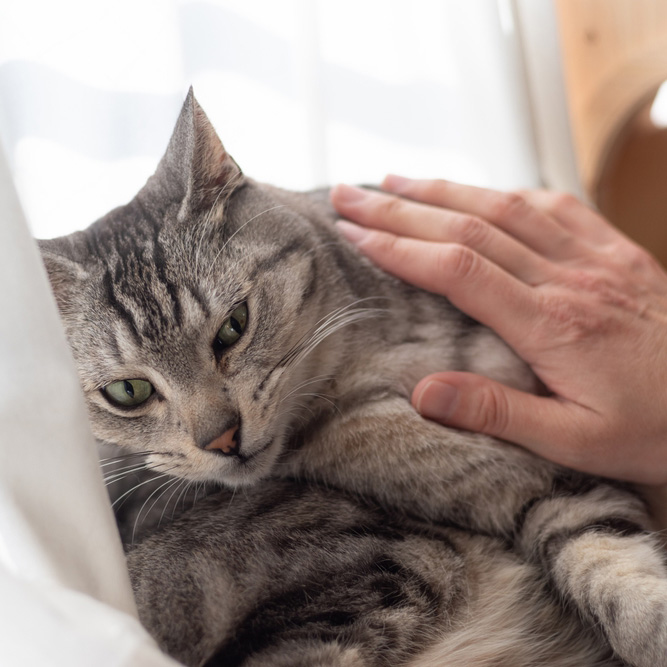A person's hand petting a gray tabby cat with green eyes as it lies down.