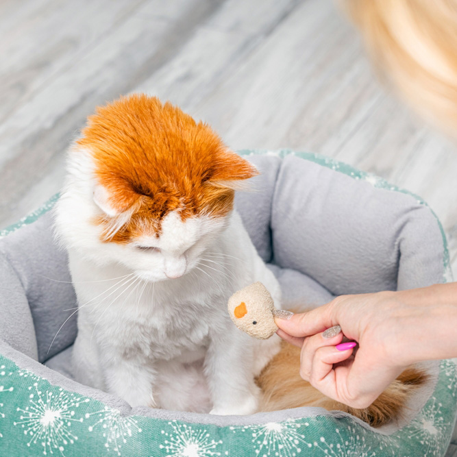A white and orange cat in a pet bed looks down at a toy mouse held by a hand.