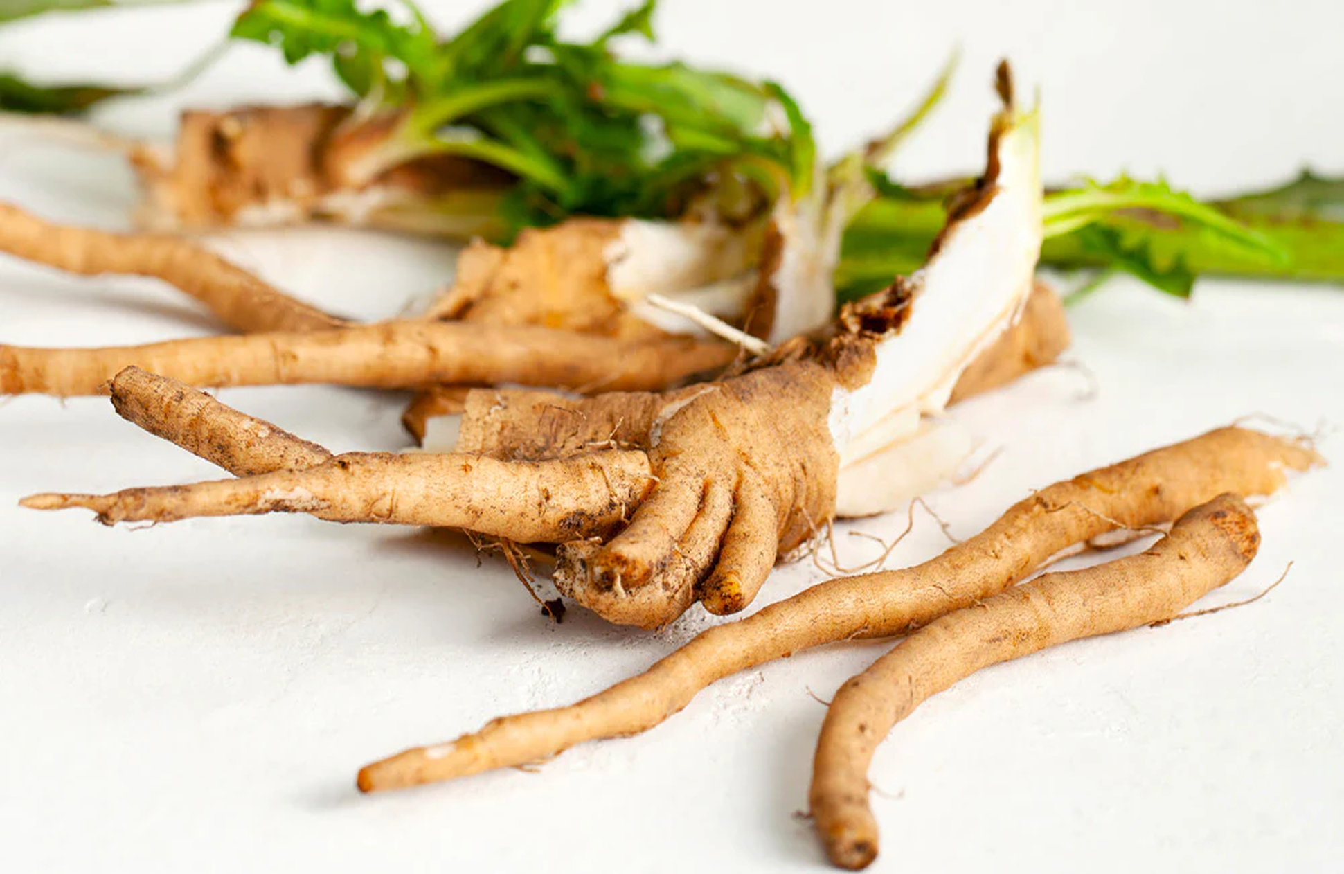 A close-up of freshly harvested dandelion roots with green leafy tops on a white surface.