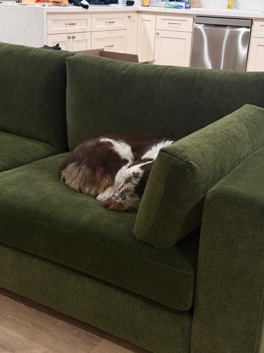Dog resting on green sofa