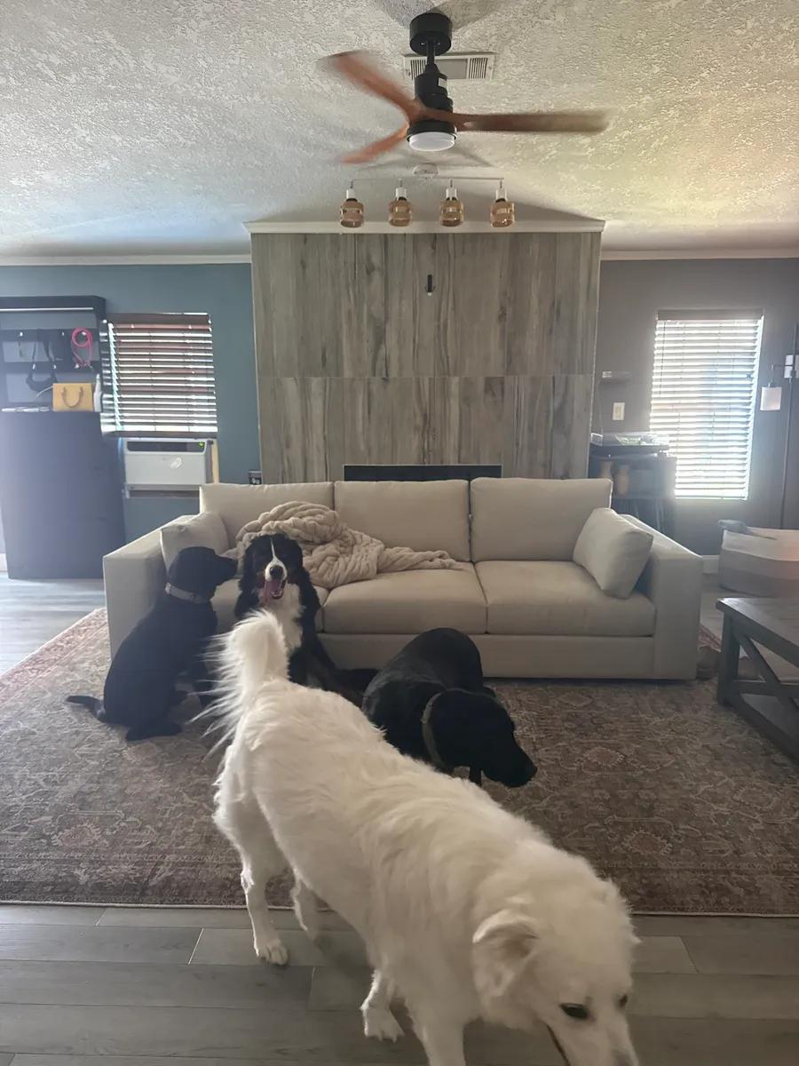 Dogs in living room