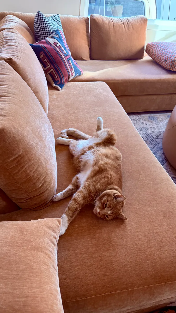 Cat relaxing on sofa