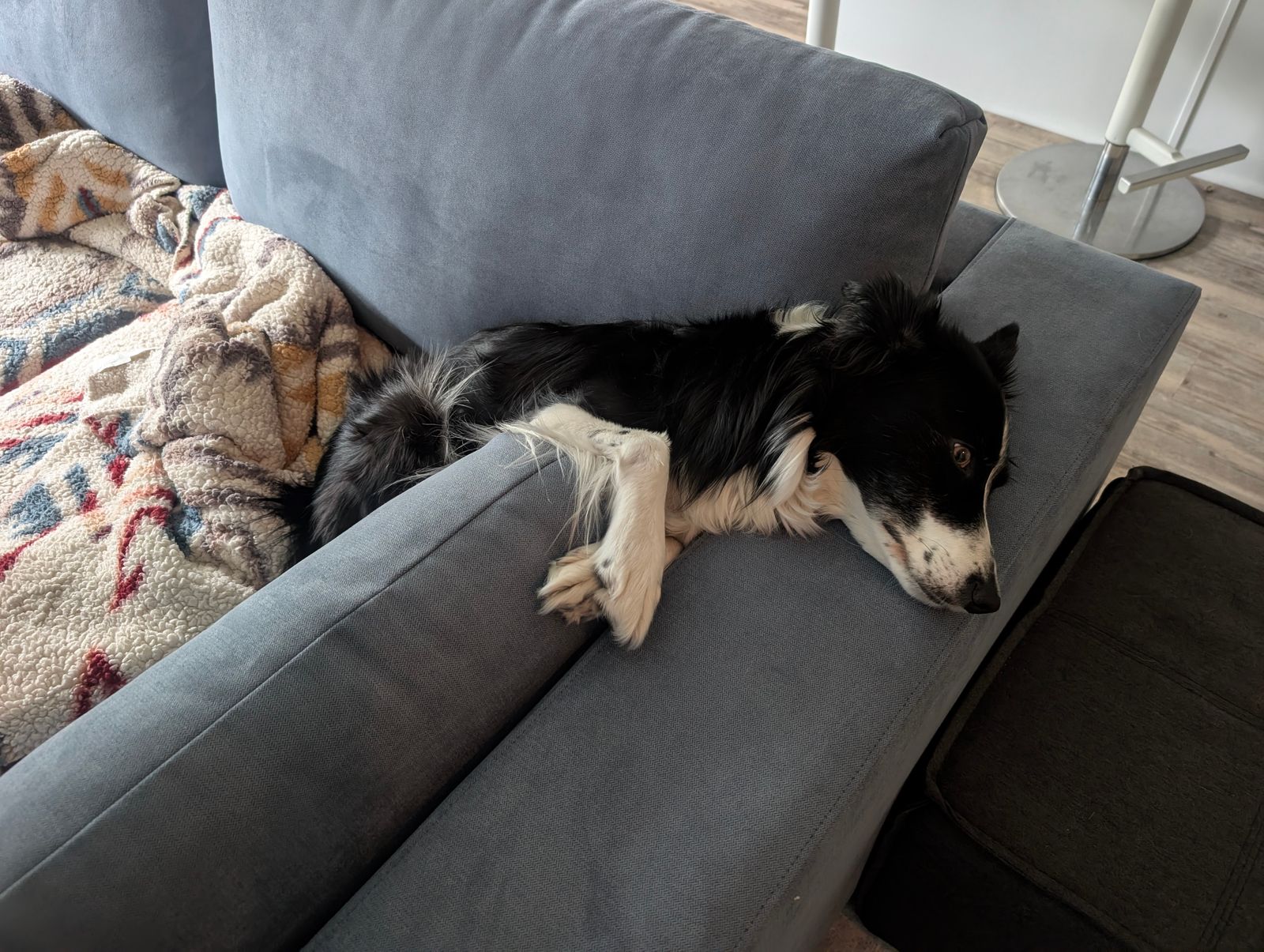 Dog beside new couch