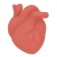 Illustration of a human heart in red color.
