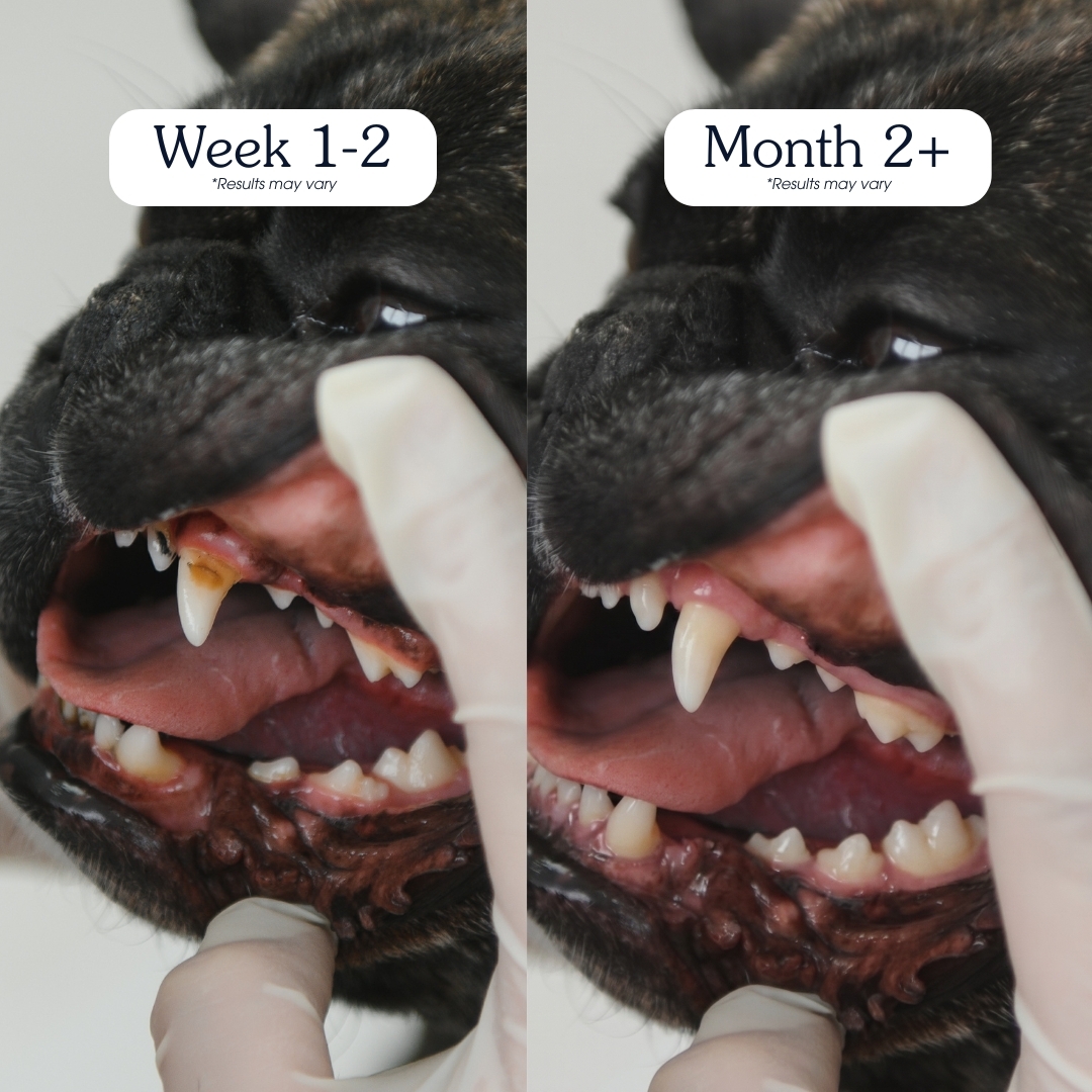A before-and-after image showing a dog's teeth, which are visibly whiter and cleaner in the second photo.
