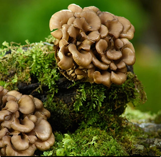 Clusters of brown mushrooms growing on mossy wood.