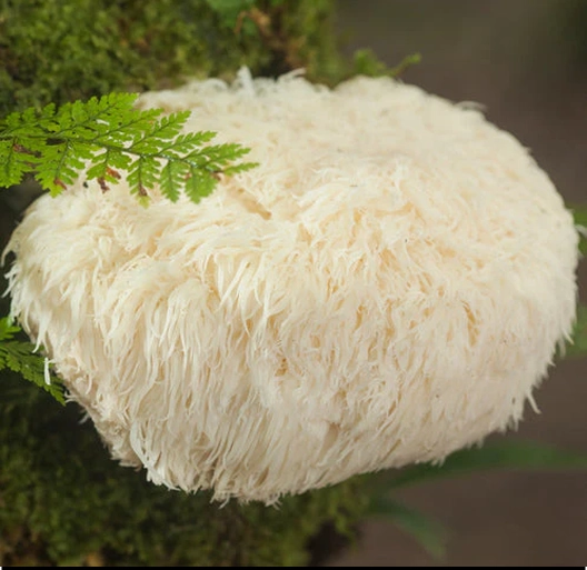 White, shaggy mushroom growing on a tree with green leaves nearby.