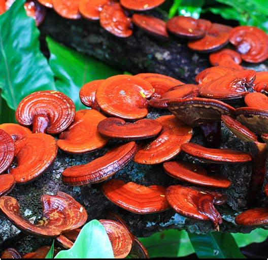 Cluster of orange mushrooms growing on a tree branch with green leaves.