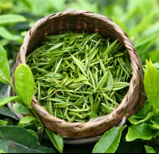 Basket filled with fresh green tea leaves among tea plants.