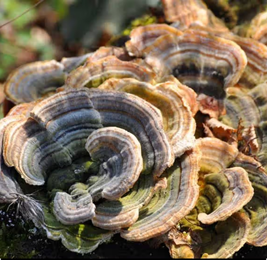 Close-up of colorful, layered mushrooms growing on a log.