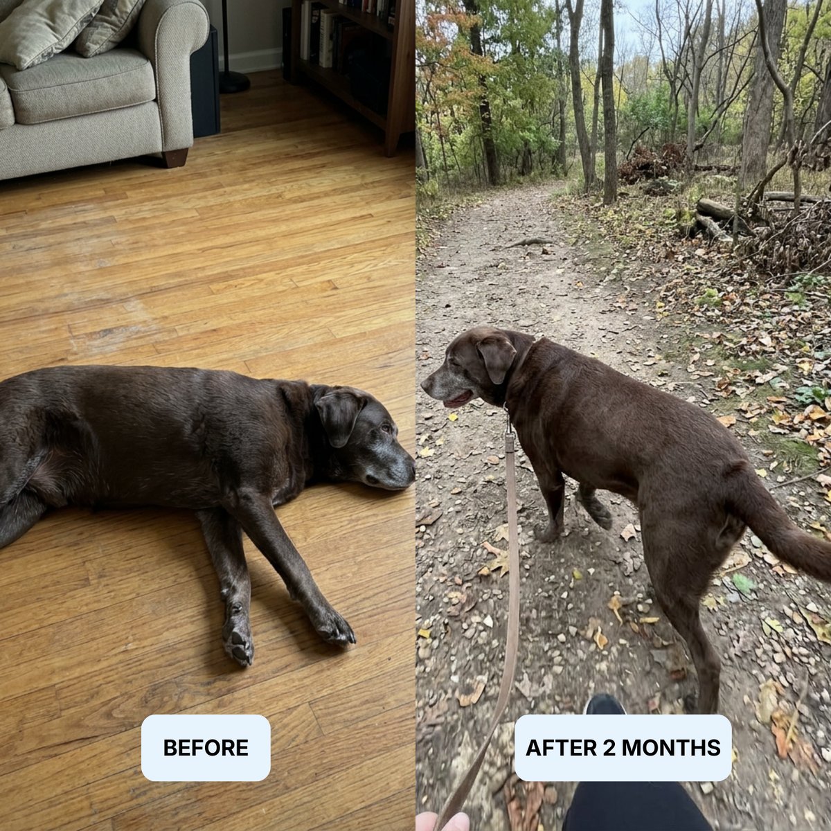 Dog enjoying life