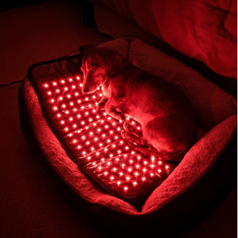Dog resting in bed on the red light mat