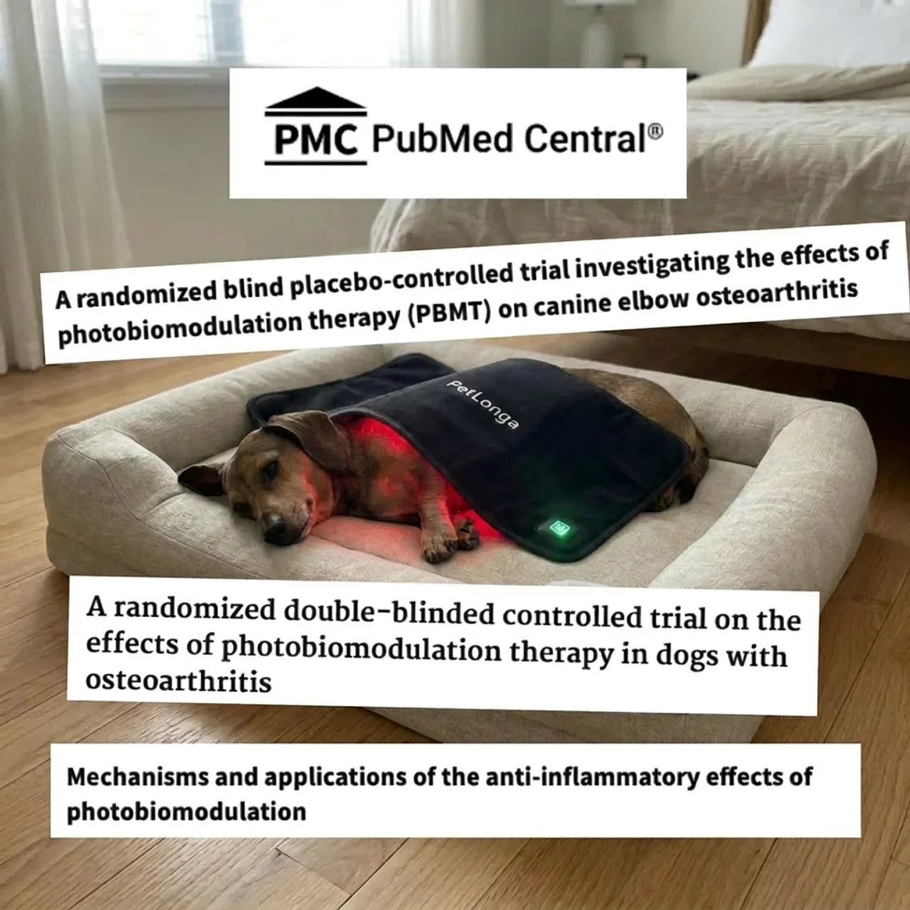 A dachshund receives red light therapy in a dog bed, with titles of scientific studies overlaid on the image.