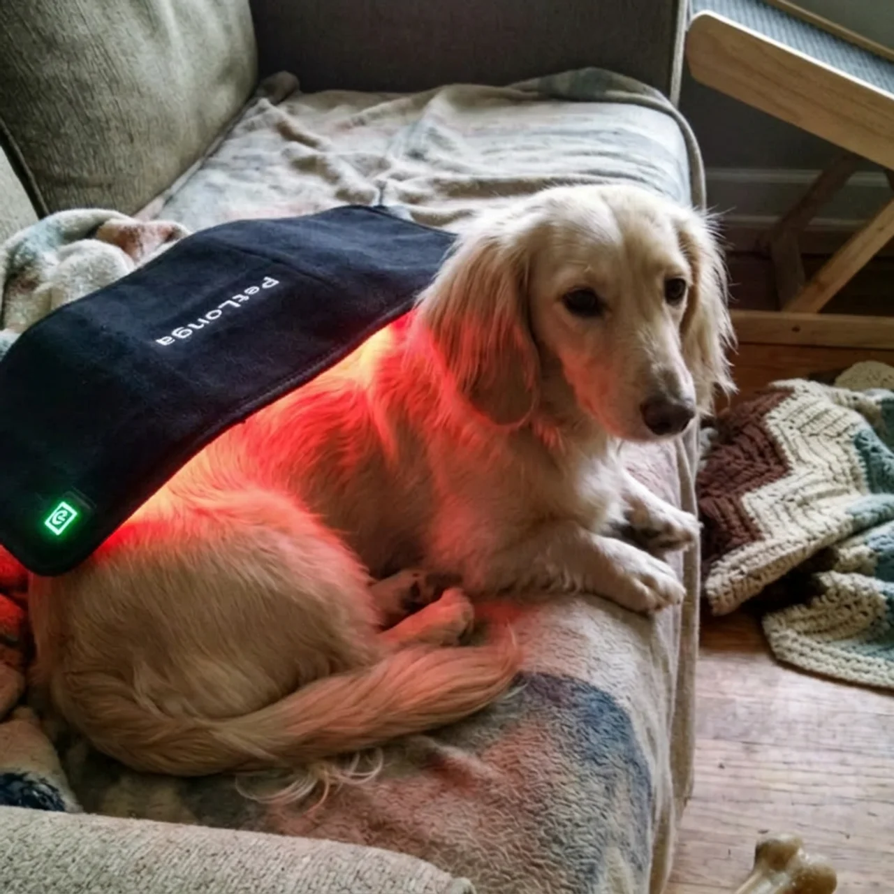 A long-haired, cream-colored dog lies on a couch with a red light therapy wrap on its back.