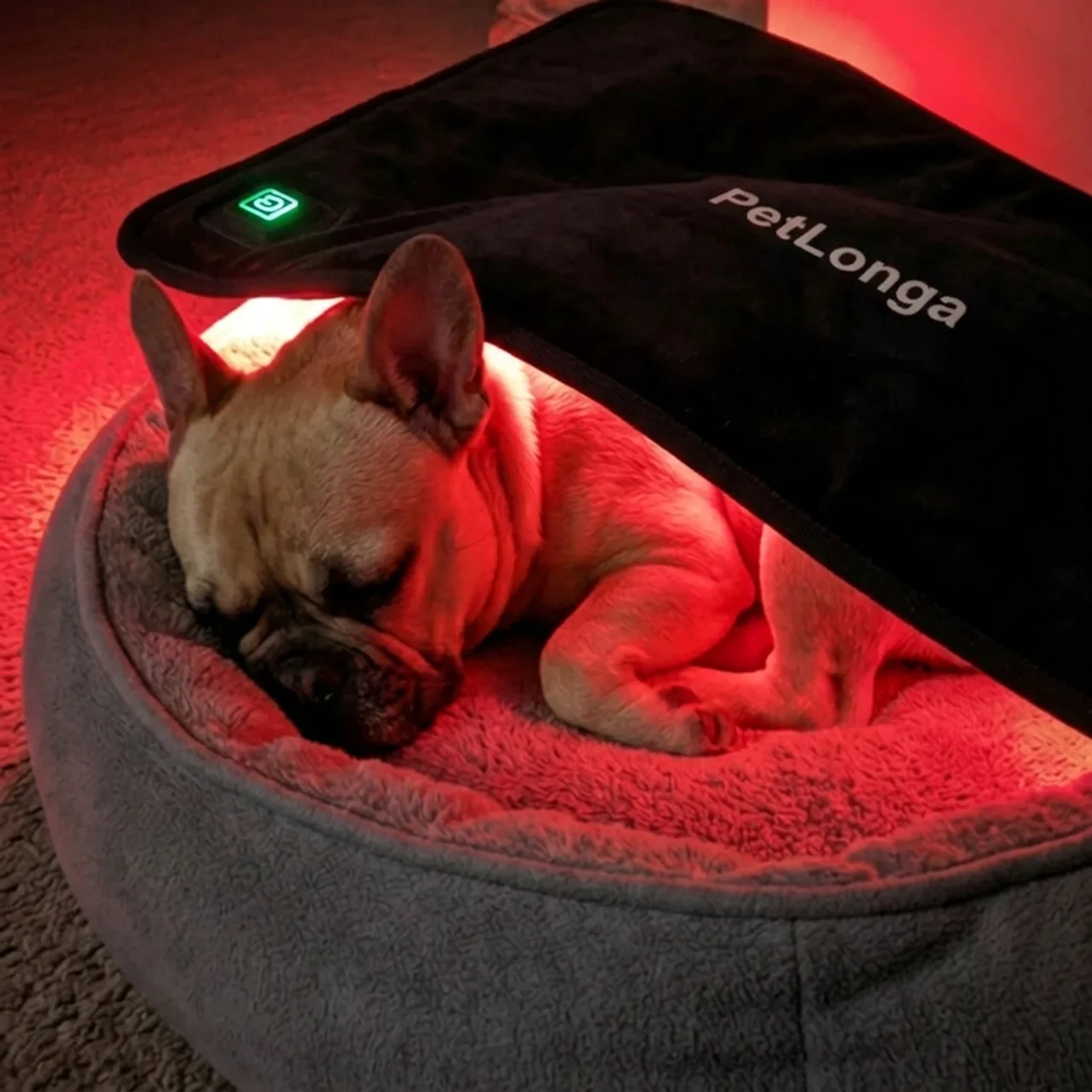 A French bulldog sleeps in a plush dog bed under a red light therapy pad.