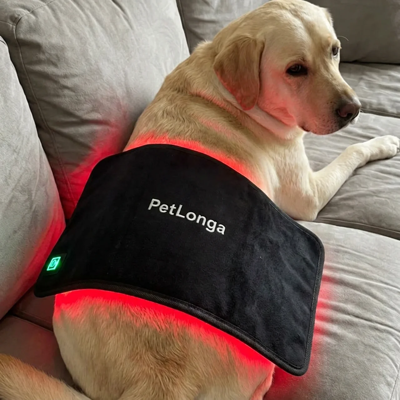A yellow Labrador retriever on a grey couch wears a black PetLonga wrap with red lights on its back.