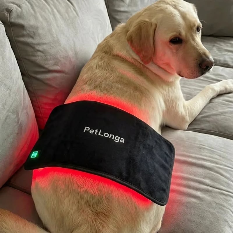 Dog wearing the PetLonga red light wrap