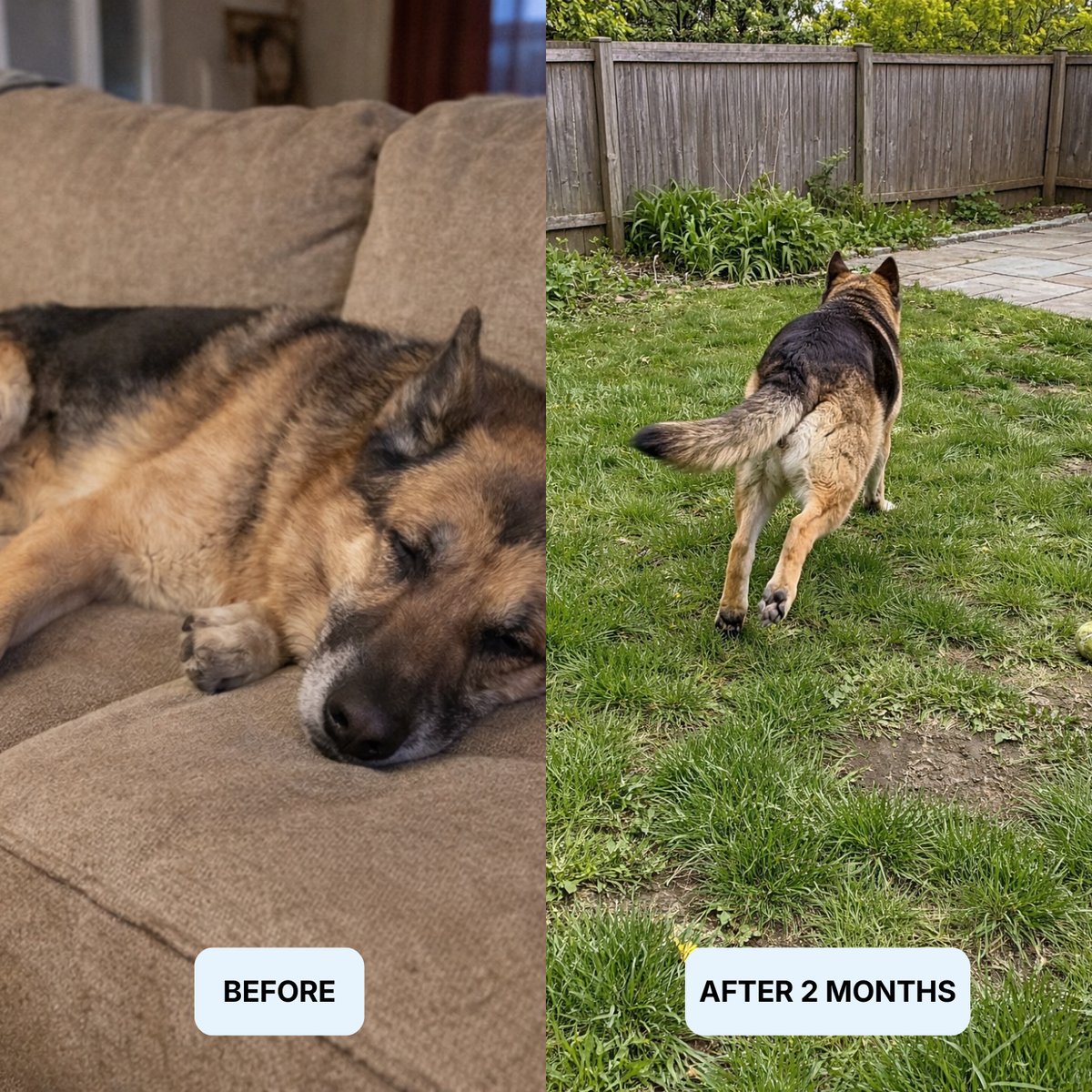 Senior dog moving freely