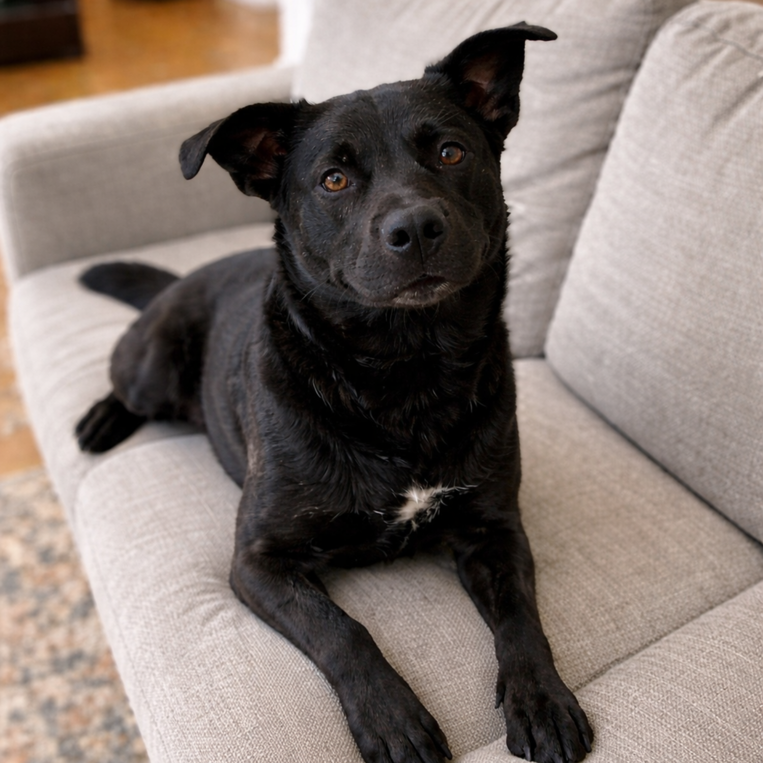 A black dog with a white patch on its chest is lying on a light gray couch.