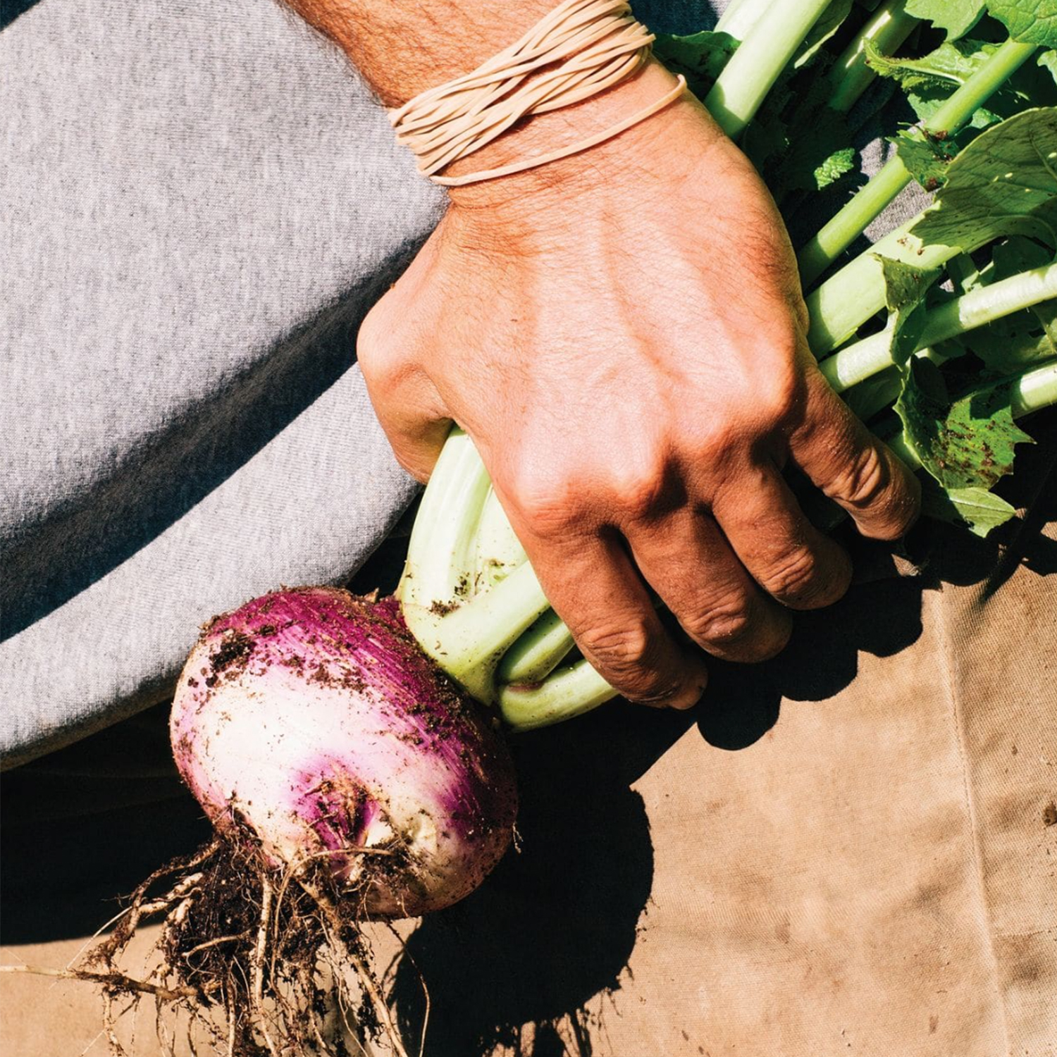 Hand holding a freshly harvested turnip with dirt and leaves.