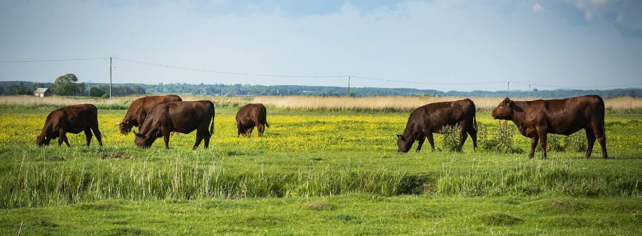 A panoramic view of several brown cows grazing in a lush, green field dotted with yellow flowers.