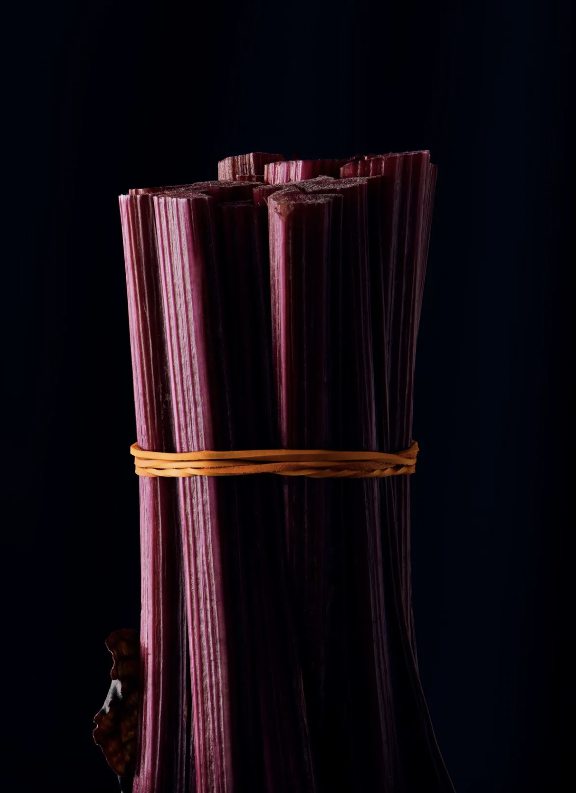 Bundle of purple rhubarb stalks tied with a rubber band.
