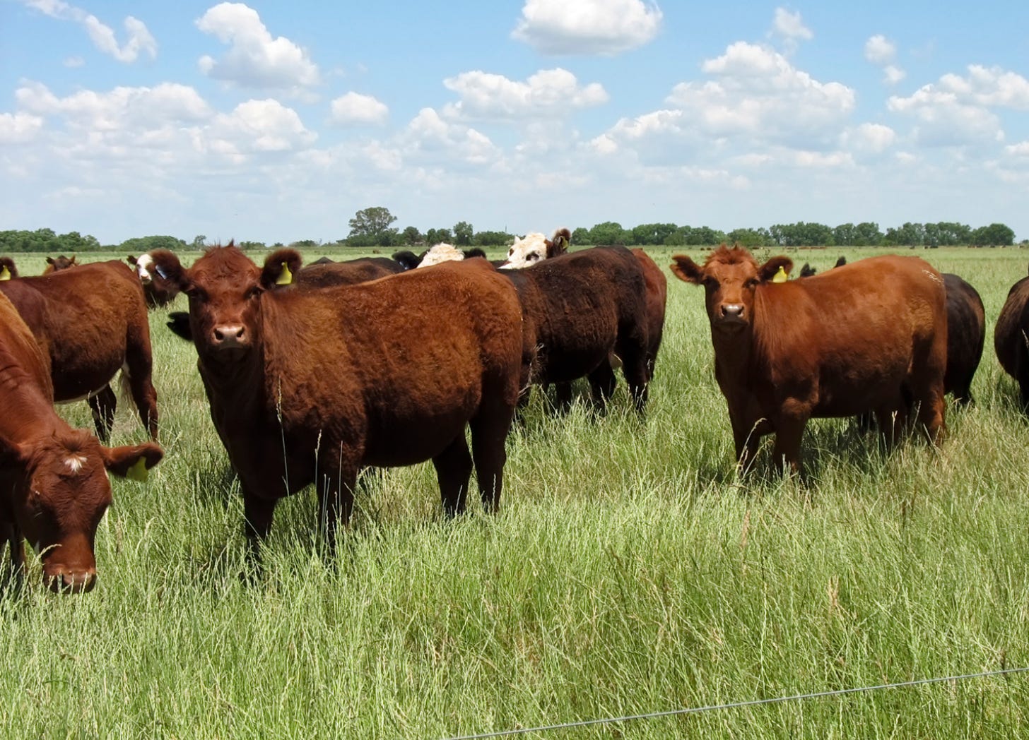 A herd of brown cattle standing in a field of tall green grass under a partly cloudy sky.