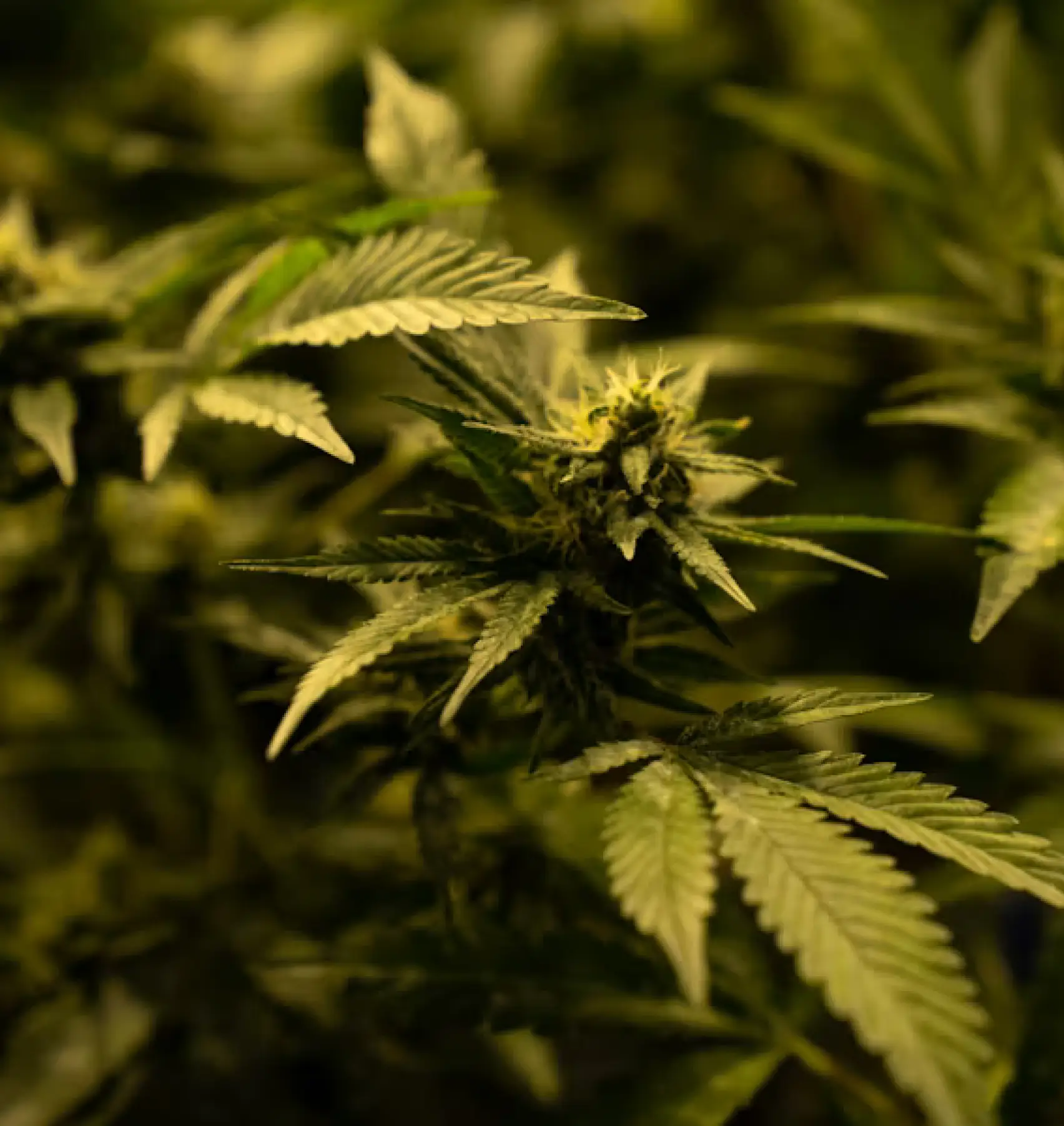 Close-up of green plant leaves and buds with a soft focus background.