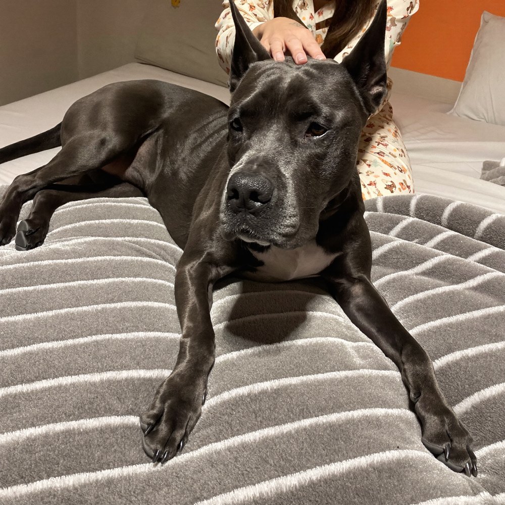 A person pets a dark gray dog with pointed ears as it lies on a striped gray blanket.