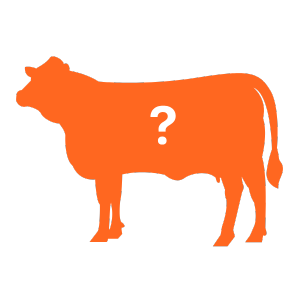 Orange cow silhouette with a question mark on its body.
