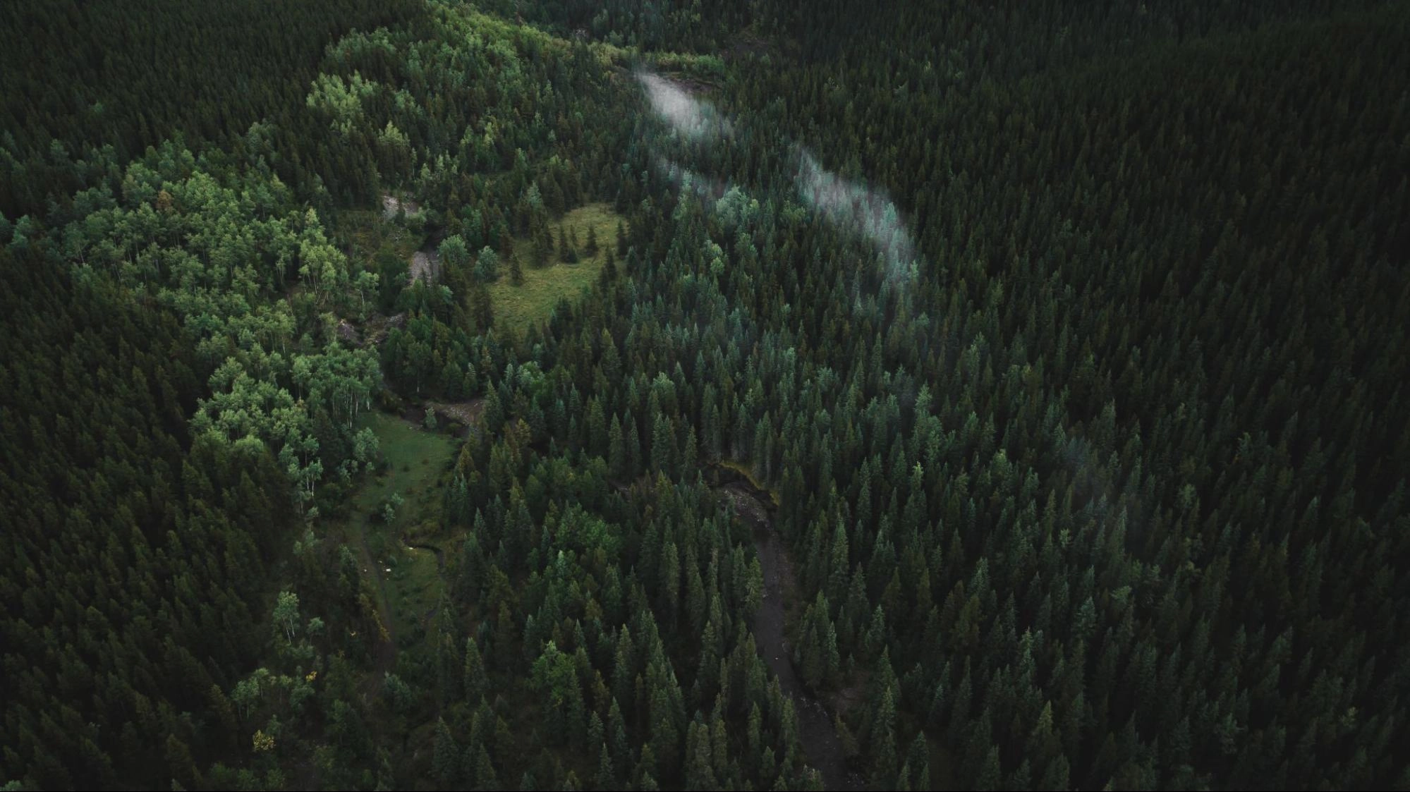 Aerial view of a dense forest with a small clearing and a winding path.