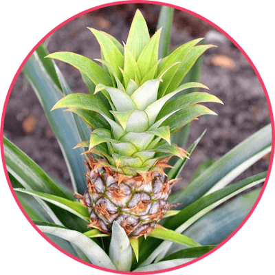 Bromelain