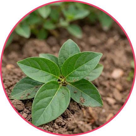 A young green plant with several leaves growing in soil.