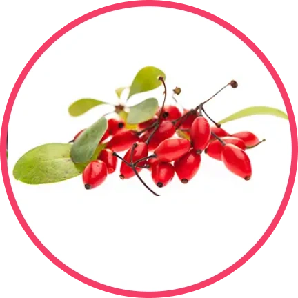 Red barberries on green leaves in circular white frame