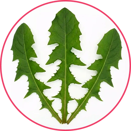 Three green dandelion leaves arranged in a circle.
