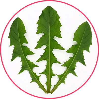 Dandelion Leaf