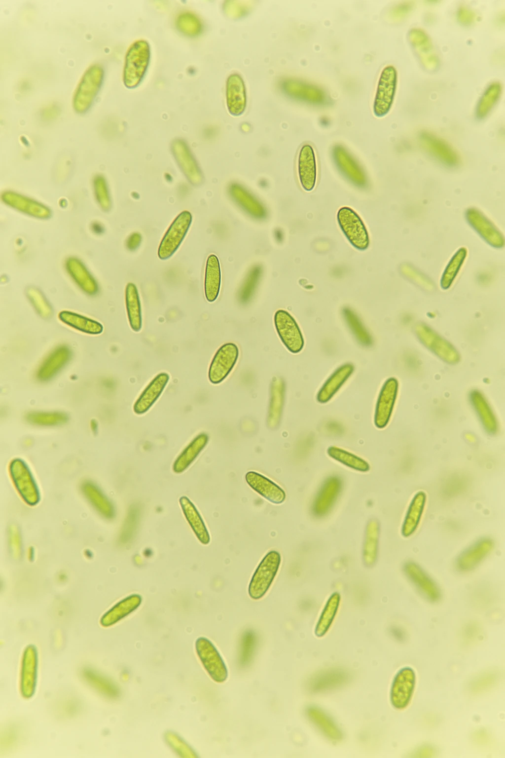 Microscopic view of green oval-shaped cells on a light background.
