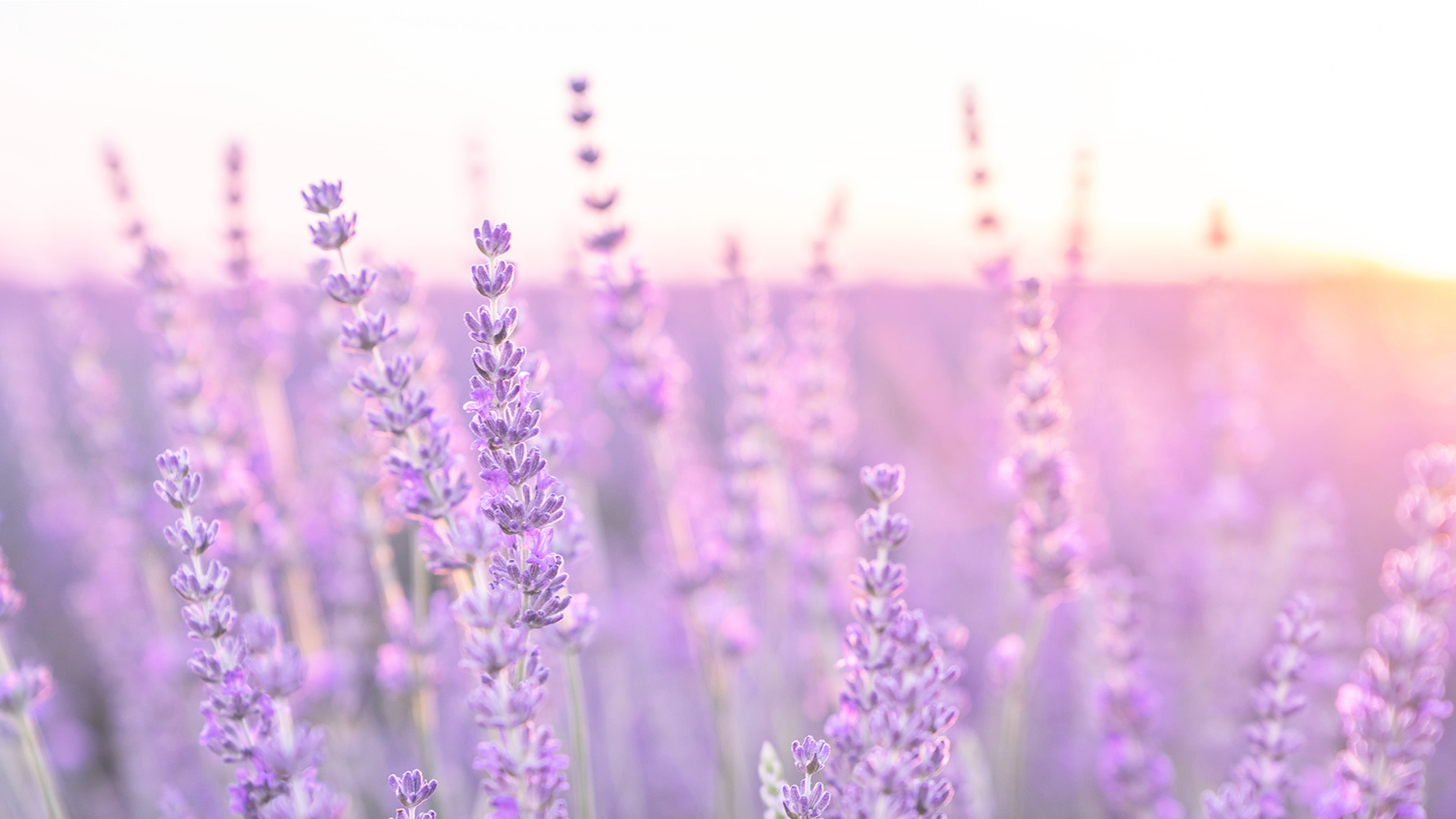 Lavender flowers in a field at sunset with soft lighting.