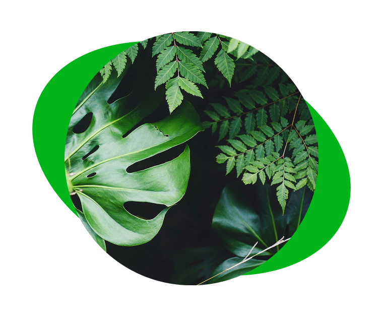 A close-up of tropical leaves, including a monstera, on a black background with a bright green abstract shape.