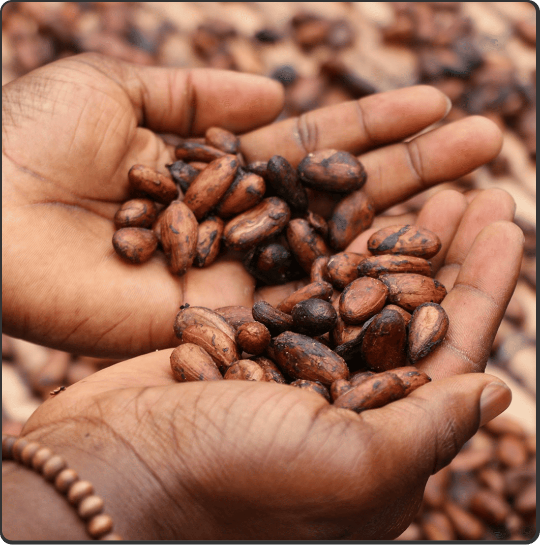 A close-up of a pair of cupped hands holding a pile of raw cocoa beans.