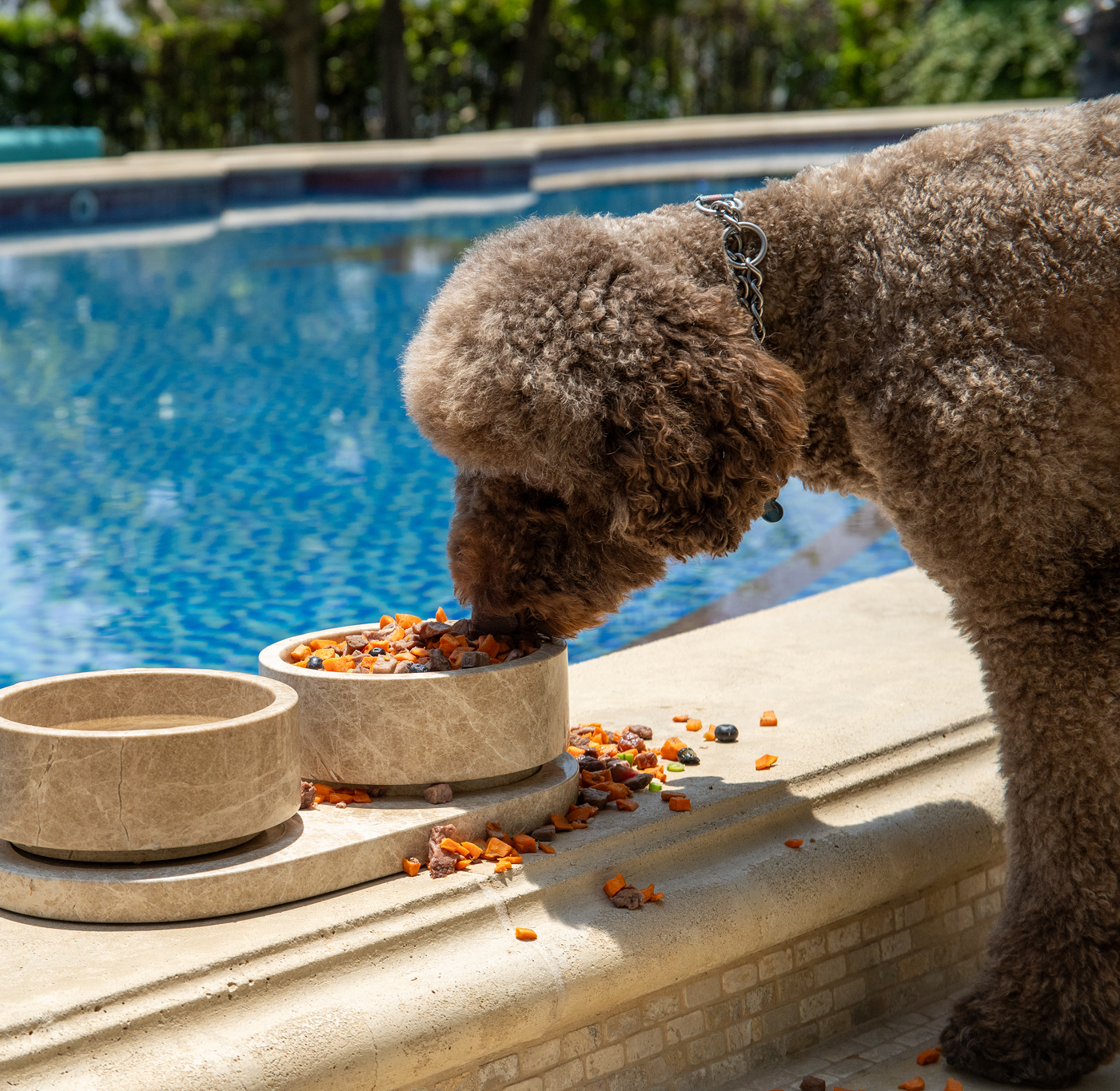 Brown dog eating from bowl by a poolside.