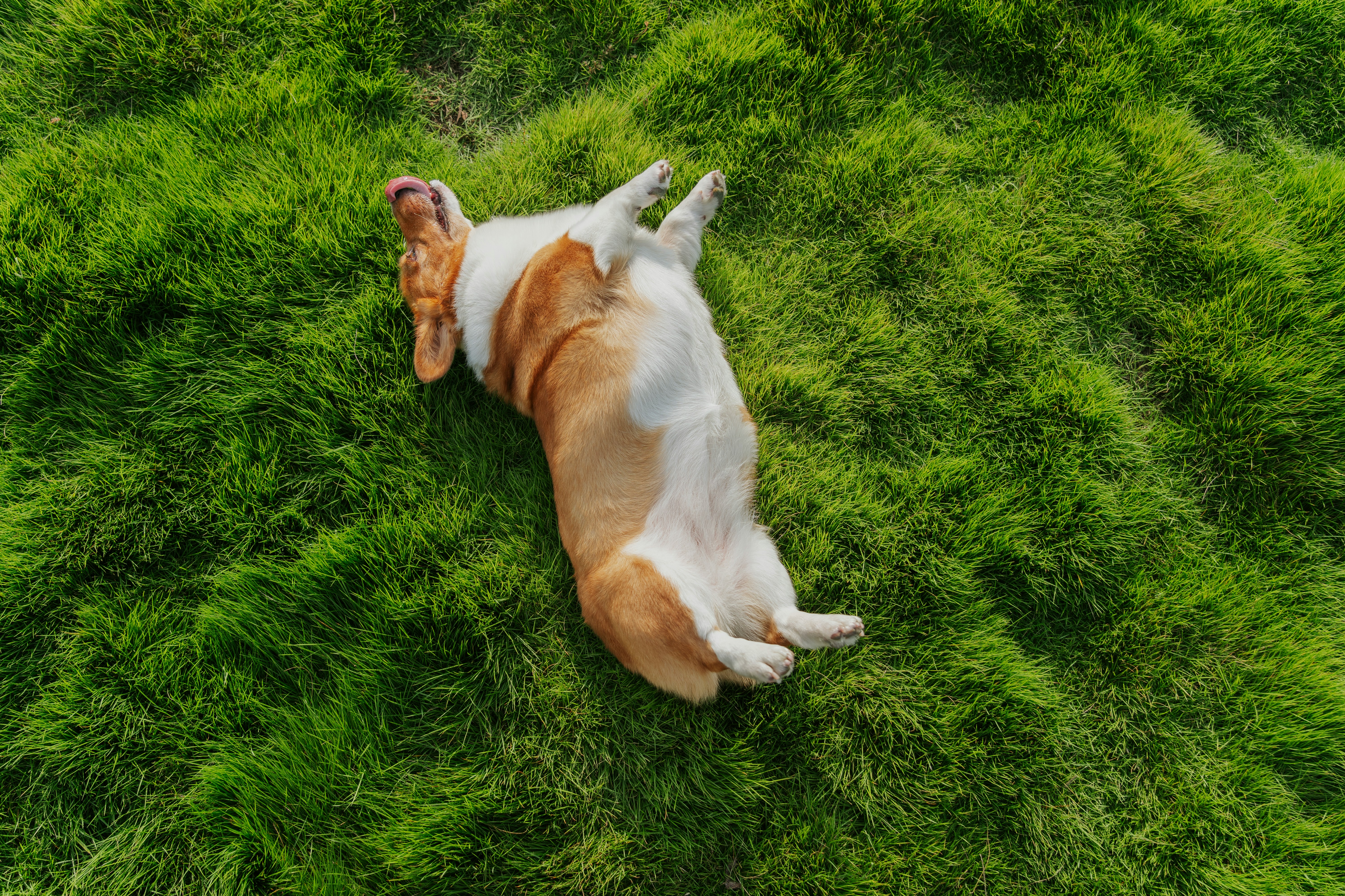A dog lying on its back in lush green grass.