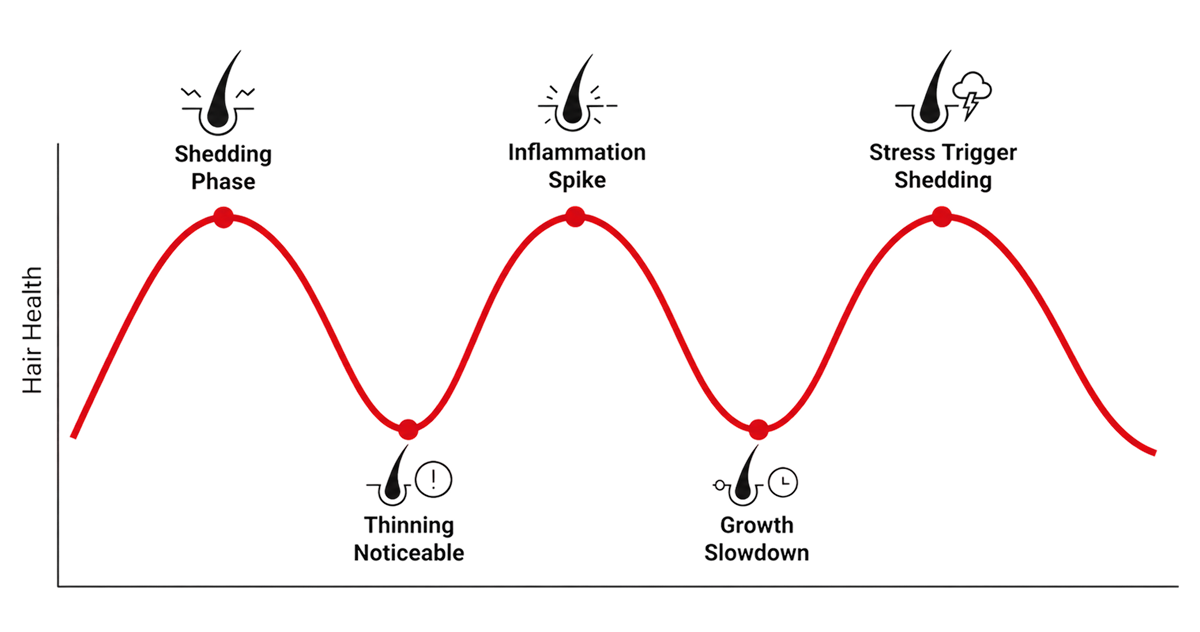 A line graph illustrating the cyclical nature of hair health, showing various phases like shedding, inflammation, and thinning.