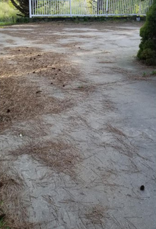 Concrete ground covered with scattered pine needles and a white fence in the background.