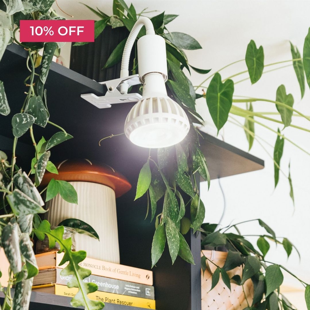 Bookshelves with plants, a white lamp, and a 10% off label.