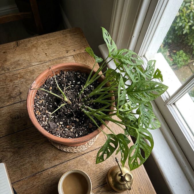 Plant stretching towards the window
