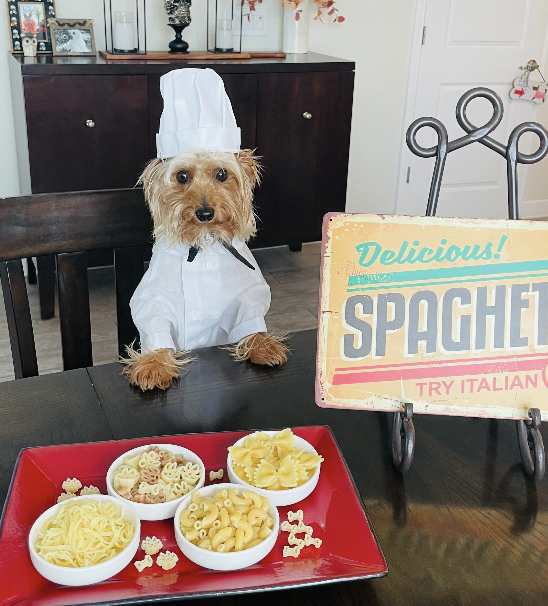 Chef-dressed dog sits beside four bowls of pasta and a Delicious Spaghetti Try Italian sign